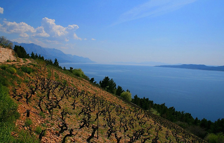 Olive orchards